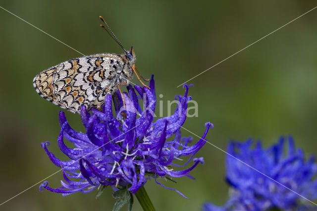 Knoopkruidparelmoervlinder (Melitaea phoebe)