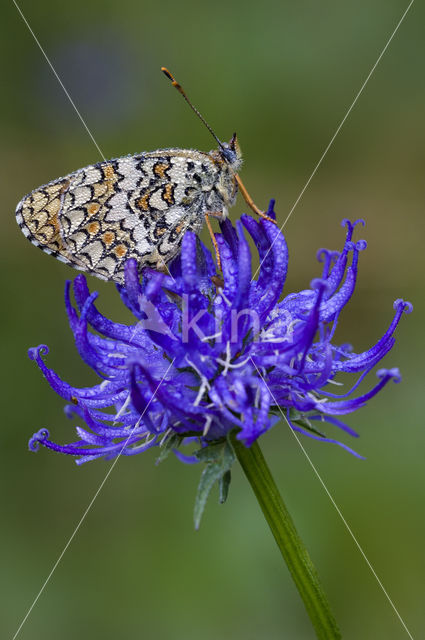 Knoopkruidparelmoervlinder (Melitaea phoebe)