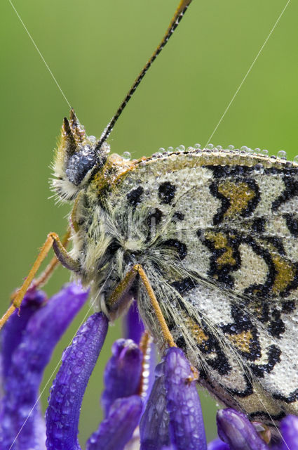 Knoopkruidparelmoervlinder (Melitaea phoebe)