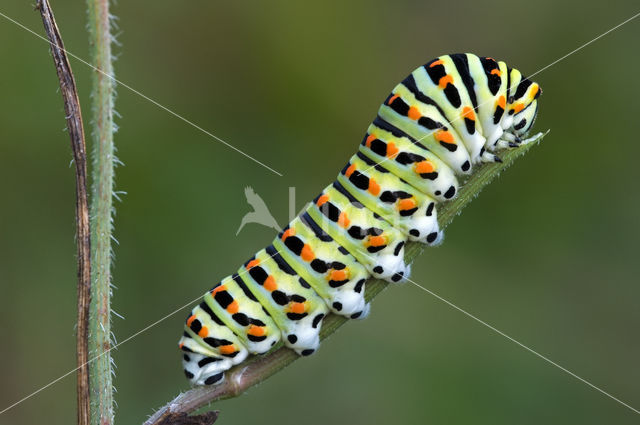 Koninginnepage (Papilio machaon)