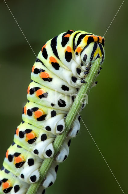 Koninginnepage (Papilio machaon)