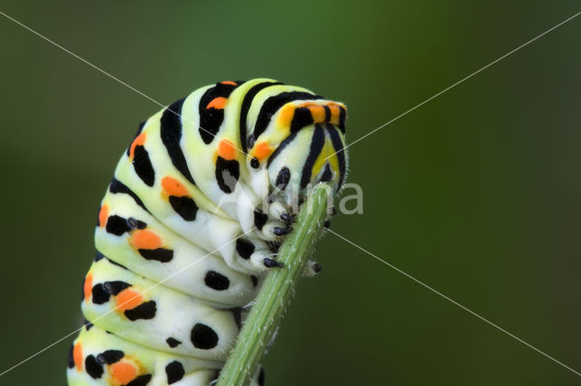 Swallowtail (Papilio machaon)