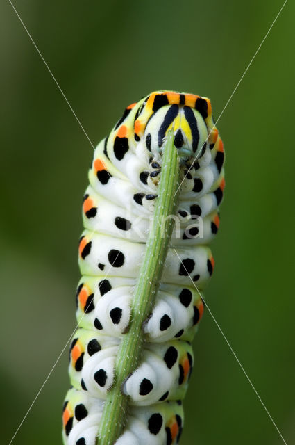 Koninginnepage (Papilio machaon)