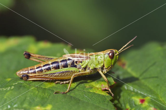 Meadow Grasshopper (Chorthippus parallelus)