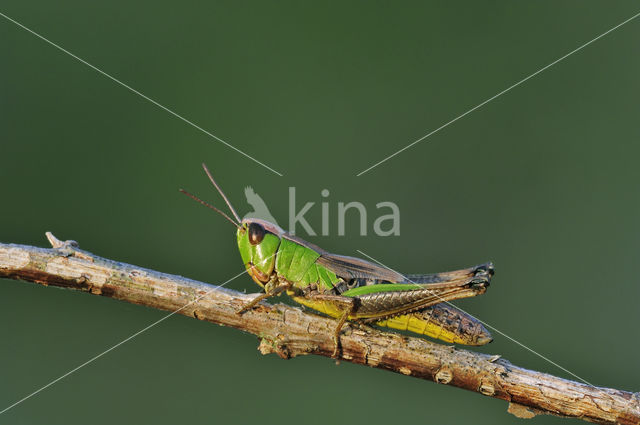 Meadow Grasshopper (Chorthippus parallelus)