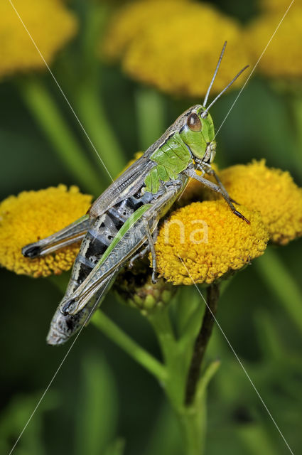 Meadow Grasshopper (Chorthippus parallelus)