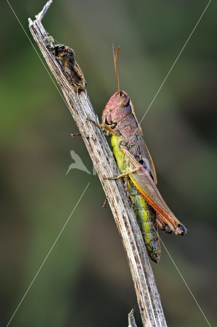 Meadow Grasshopper (Chorthippus parallelus)