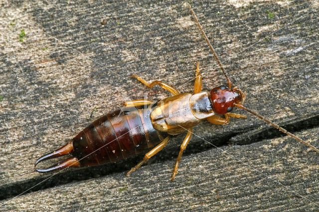 Europese oorworm (Forficula auricularia)