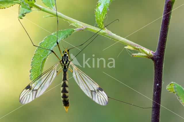 Nephrotoma quadrifaria