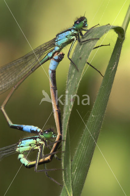 Blue-tailed Damselfly (Ischnura elegans)