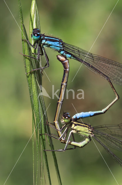 Blue-tailed Damselfly (Ischnura elegans)