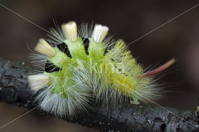 Pale Tussock (Calliteara pudibunda)