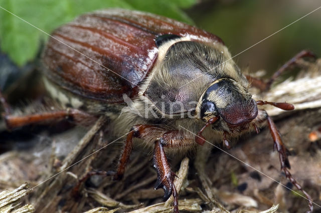 common cockchafer (Melolontha melolontha)