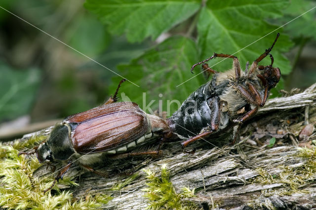 Gewone Meikever (Melolontha melolontha)