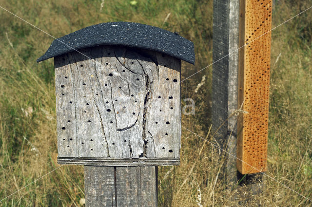 Gehoornde metselbij (Osmia cornuta)