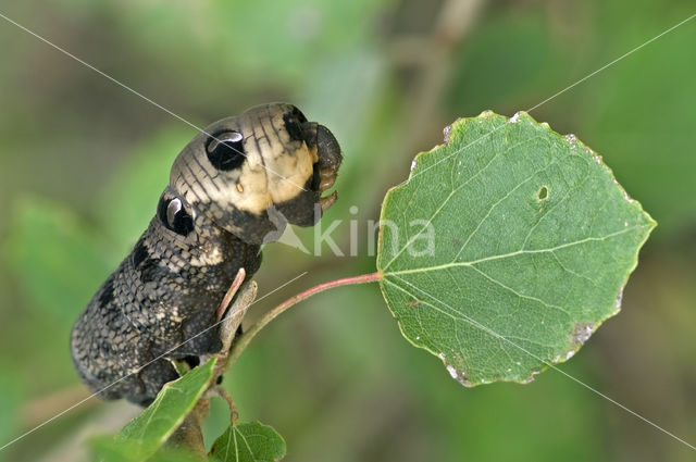 Elephant Hawk-moth (Deilephila elpenor)