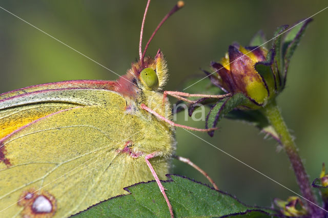 Clouded Yellow (Colias croceus)