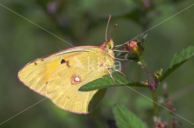 Clouded Yellow (Colias croceus)