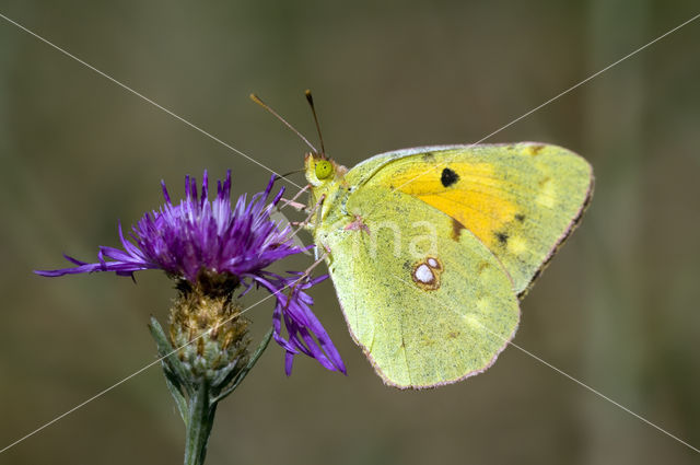 Oranje luzernevlinder (Colias croceus)