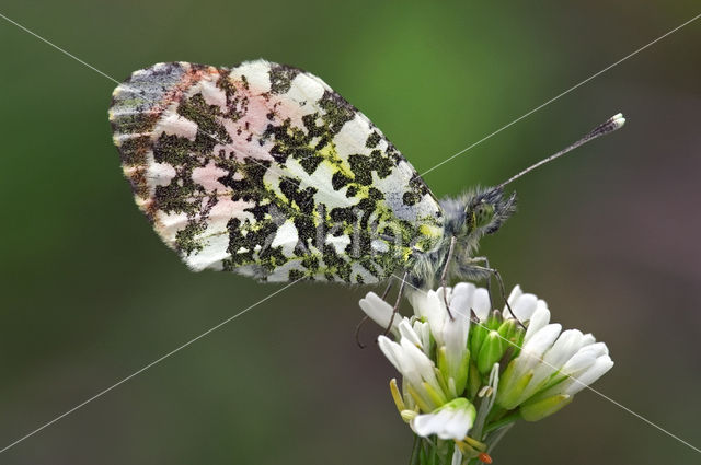 Orange-tip (Anthocharis cardamines)