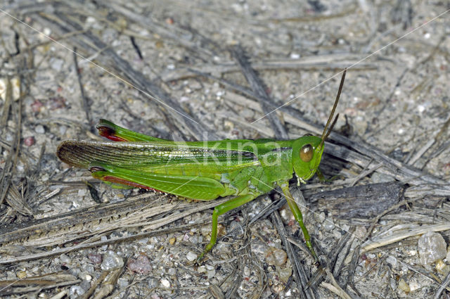 Tricolor Locust (Paracinema tricolor)