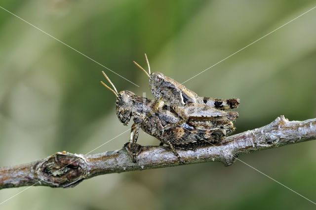 Grasshopper (Pezotettix giornae)