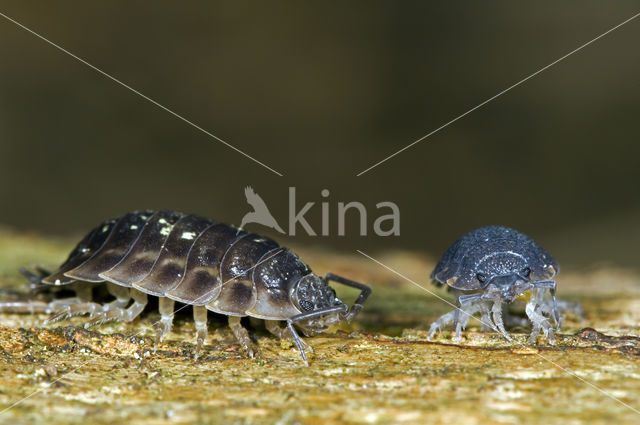 Sowbug (Oniscus asellus)
