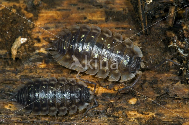 Sowbug (Oniscus asellus)