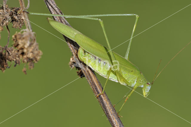 Sikkelsprinkhaan (Phaneroptera falcata)