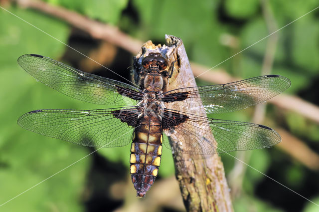 Platbuik (Libellula depressa)