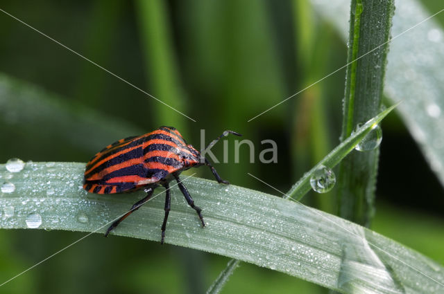 black and red striped bug (Graphosoma lineatum)