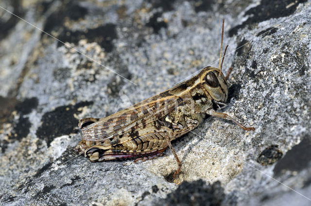 Italian Locust (Calliptamus italicus)
