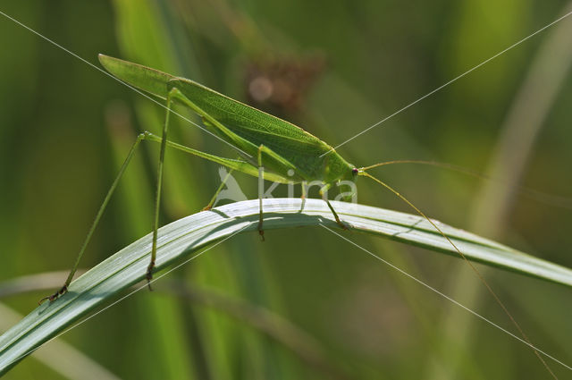 Sikkelsprinkhaan (Phaneroptera falcata)