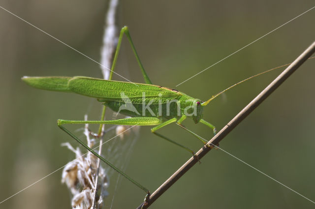 Sikkelsprinkhaan (Phaneroptera falcata)