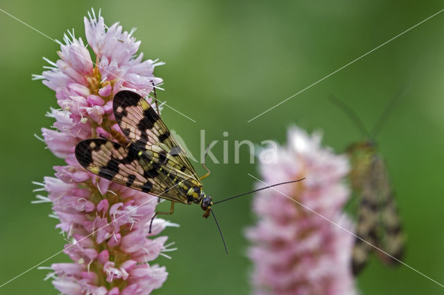 common scorpion fly (Panorpa communis)