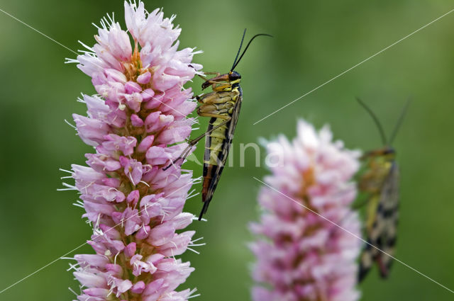 common scorpion fly (Panorpa communis)