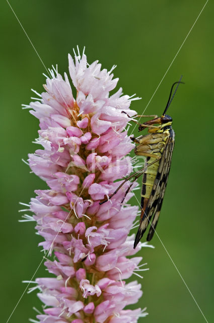 common scorpion fly (Panorpa communis)