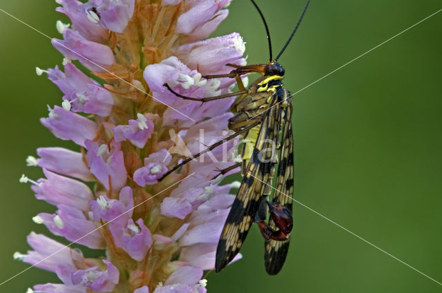 common scorpion fly (Panorpa communis)