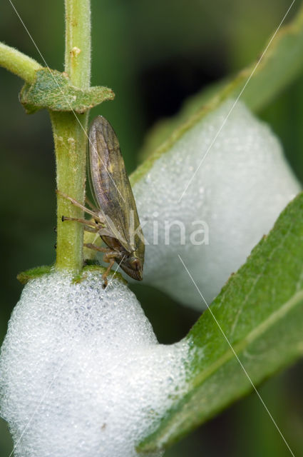 meadow froghopper (Philaenus spumarius)