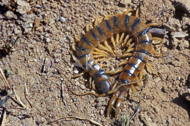 Scolopendra cingulata