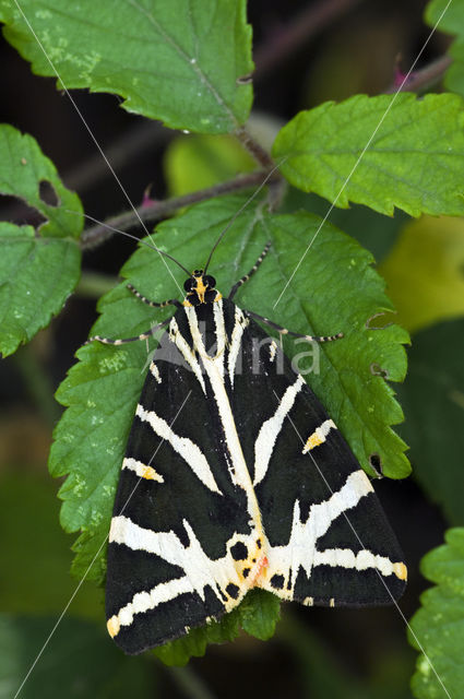 Spaanse vlag (Euplagia quadripunctaria)