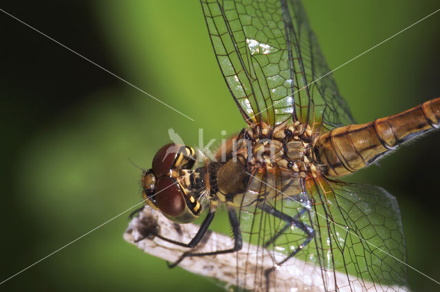 Vagrant Darter (Sympetrum vulgatum)