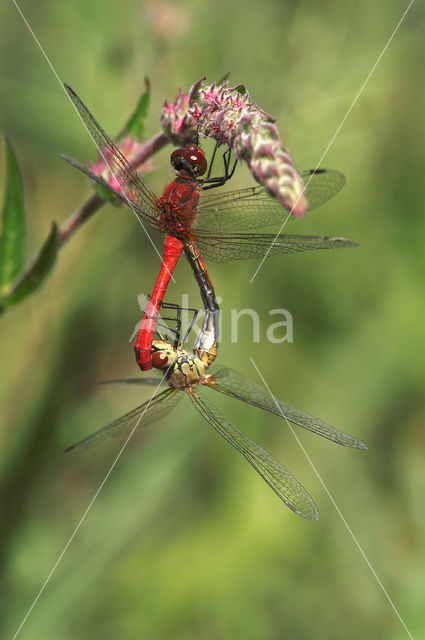 Vagrant Darter (Sympetrum vulgatum)