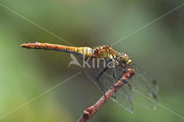 Steenrode heidelibel (Sympetrum vulgatum)