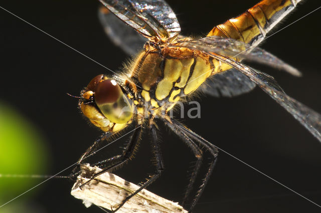 Steenrode heidelibel (Sympetrum vulgatum)