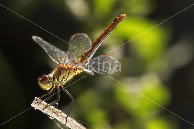 Steenrode heidelibel (Sympetrum vulgatum)