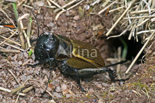 Veldkrekel (Gryllus campestris)