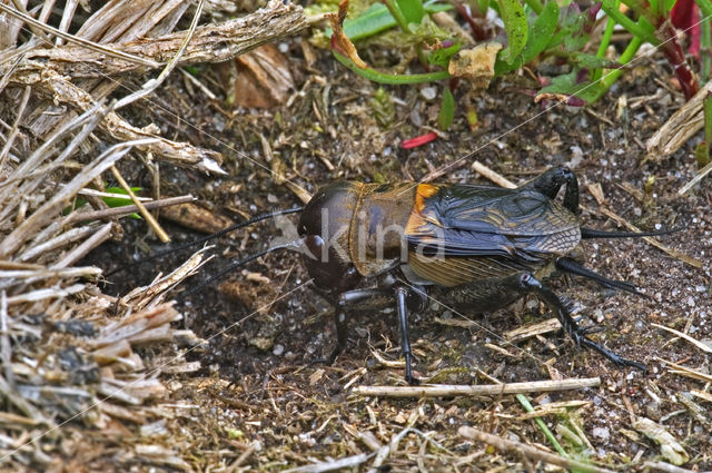 Veldkrekel (Gryllus campestris)