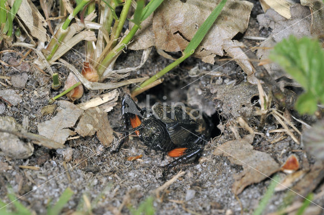 Veldkrekel (Gryllus campestris)