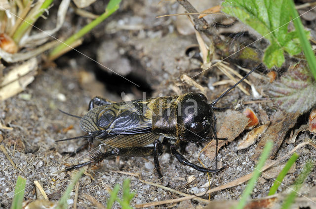 Veldkrekel (Gryllus campestris)